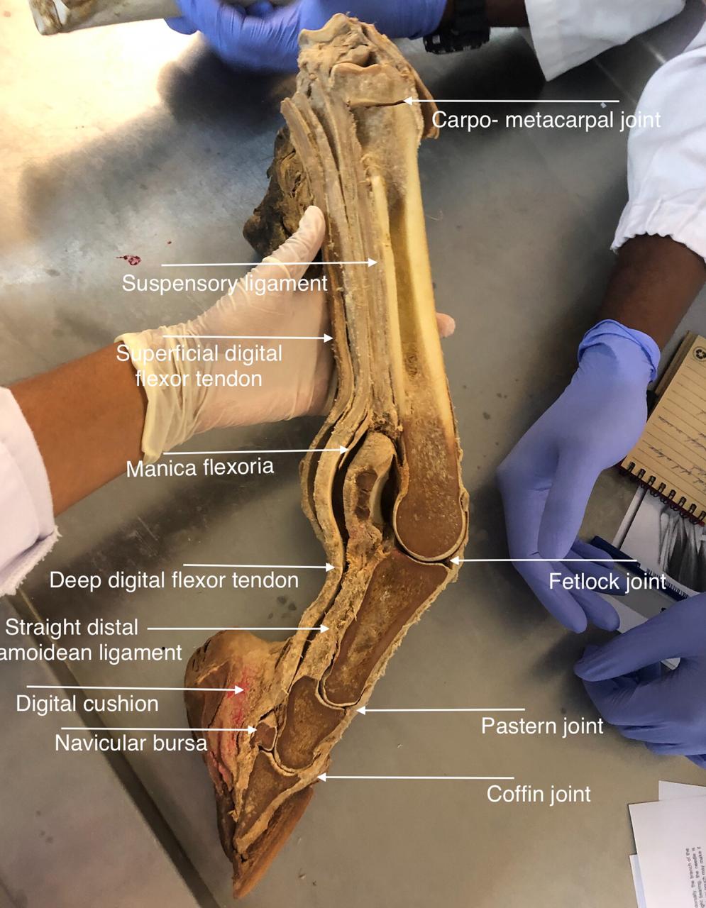 LAB 4 EQUINE LAMENESS ASSESSMENT